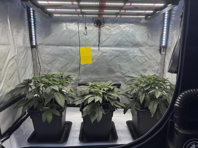Chocolate Rainbow XXL  fem. Week 5