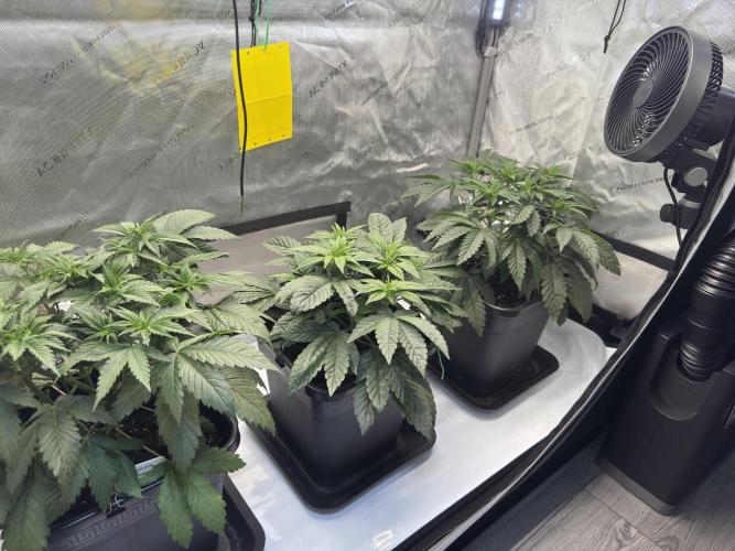 Chocolate Rainbow XXL  fem. Week 5
