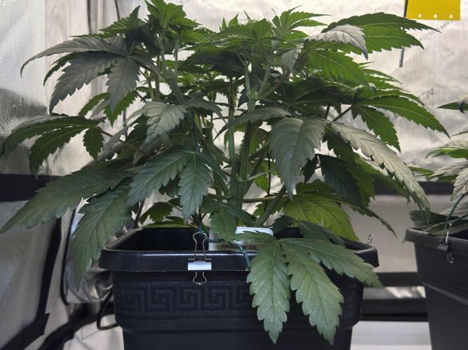 Chocolate Rainbow XXL  fem. Week 5