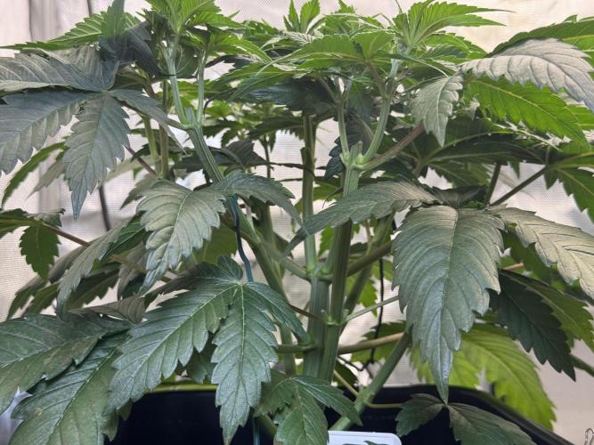 Chocolate Rainbow XXL  fem. Week 5