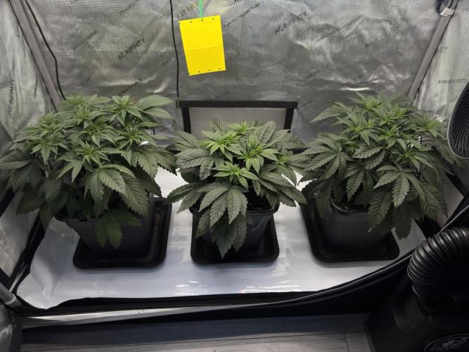 Chocolate Rainbow XXL. Week 5