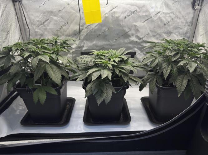 Chocolate Rainbow XXL  fem. Week 5