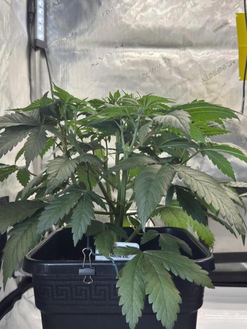 Chocolate Rainbow XXL  fem. Week 5