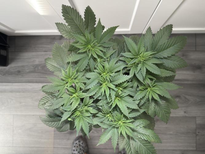 Chocolate Rainbow XXL  fem. Week 5