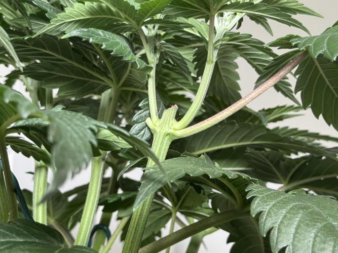 Chocolate Rainbow XXL  fem. Week 5