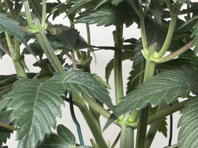 Chocolate Rainbow XXL  fem. Week 5