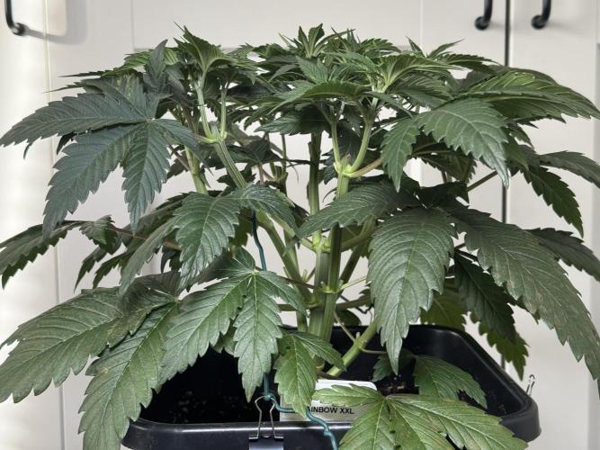 Chocolate Rainbow XXL  fem. Week 5
