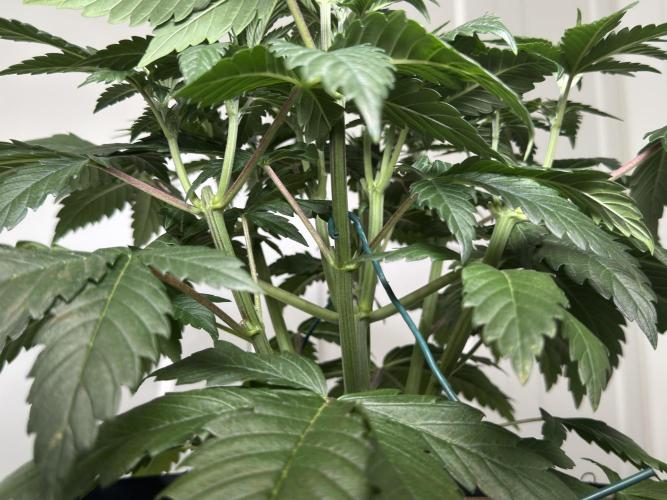 Chocolate Rainbow XXL  fem. Week 5