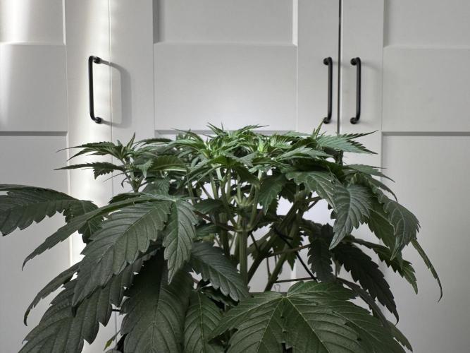 Chocolate Rainbow XXL  fem. Week 5