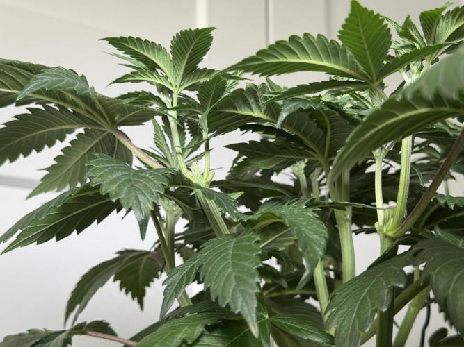 Chocolate Rainbow XXL  fem. Week 5