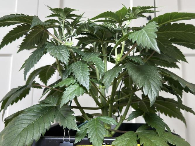 Chocolate Rainbow XXL  fem. Week 5