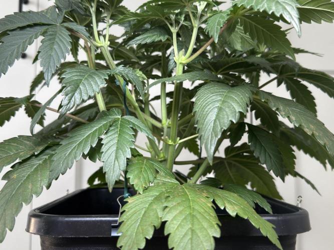 Chocolate Rainbow XXL  fem. Week 5