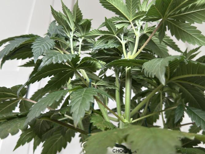 Chocolate Rainbow XXL  fem. Week 5