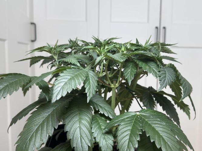 Chocolate Rainbow XXL  fem. Week 5