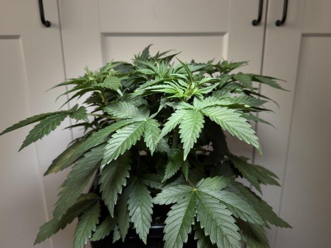 Chocolate Rainbow XXL  fem. Week 5