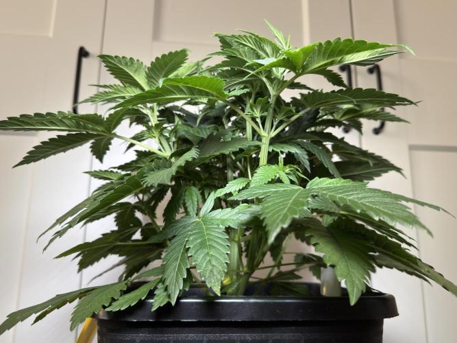 Chocolate Rainbow XXL  fem. Week 5