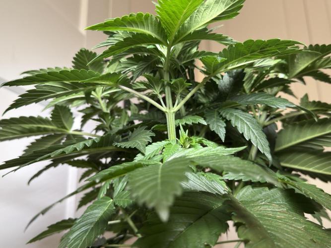 Chocolate Rainbow XXL  fem. Week 5