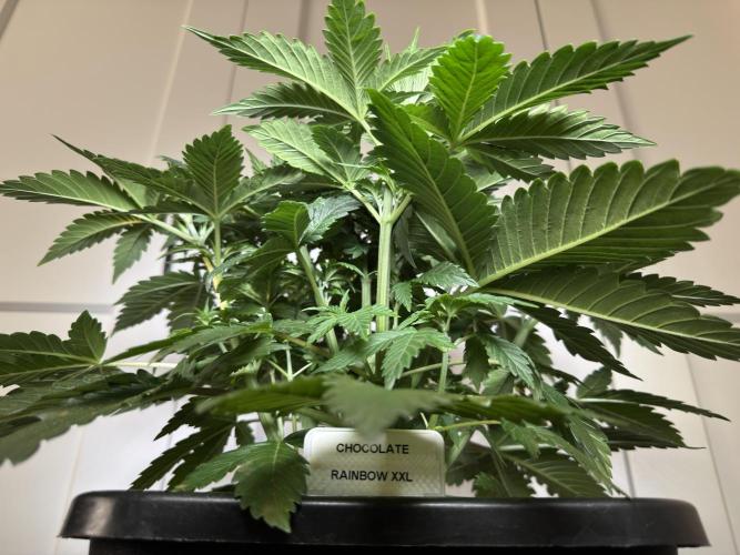 Chocolate Rainbow XXL  fem. Week 5