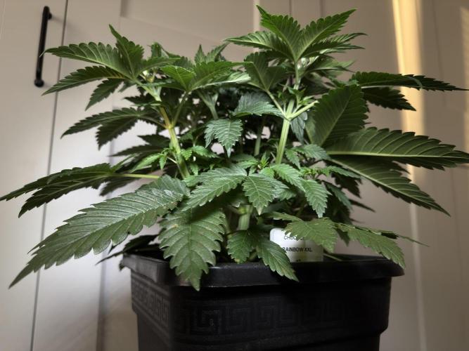 Chocolate Rainbow XXL  fem. Week 5