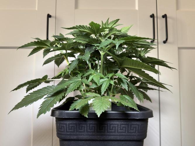Chocolate Rainbow XXL  fem. Week 5