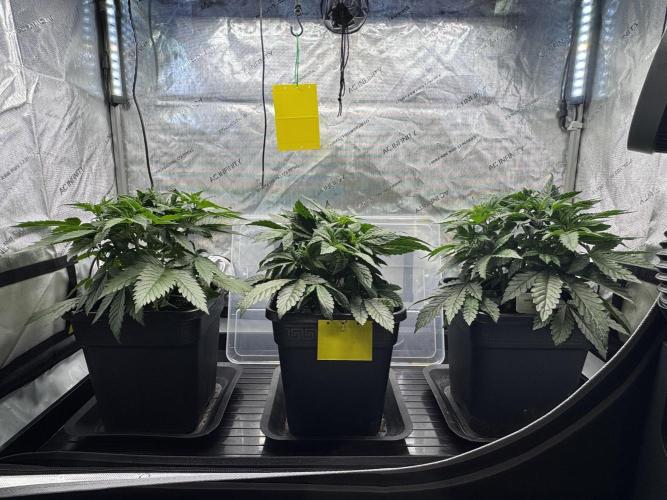 Chocolate Rainbow XXL. Week 5
