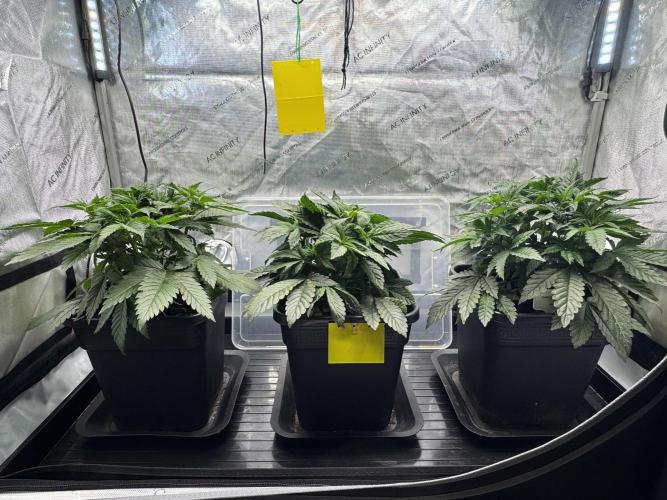 Chocolate Rainbow XXL. Week 5