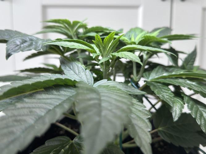 Garlic Gas ⛽️ fem - Sensi Seeds. Week 5 - Day 38 Garlic Gas #2 - Veg Week 5 