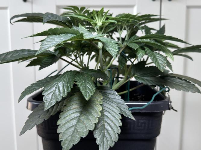 Garlic Gas ⛽️ fem - Sensi Seeds. Week 5 - Day 38 Garlic Gas #2 - Veg Week 5 