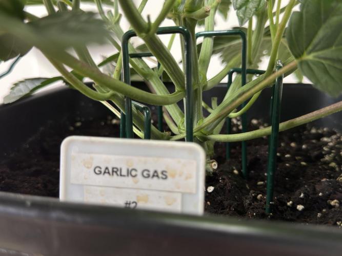 Garlic Gas ⛽️ fem - Sensi Seeds. Week 5 - Day 38 Garlic Gas #2 - Veg Week 5 