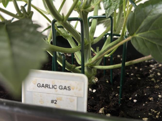 Garlic Gas ⛽️ fem - Sensi Seeds. Week 5 - Day 38 Garlic Gas #2 - Veg Week 5 