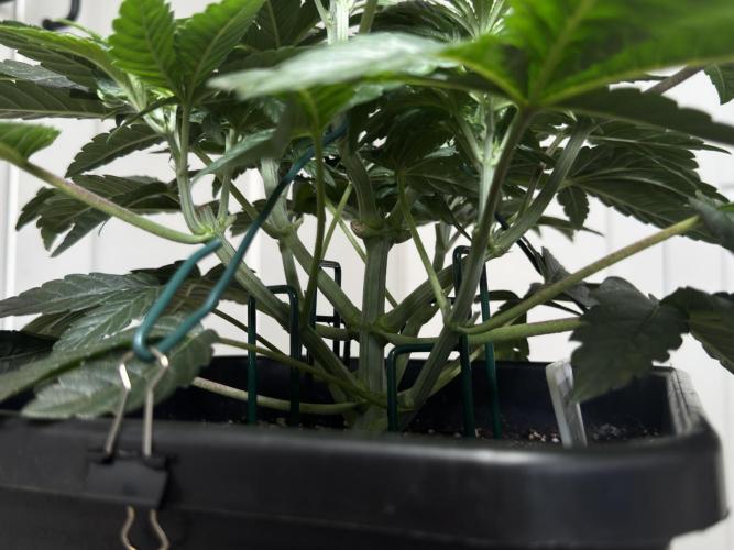 Garlic Gas ⛽️ fem - Sensi Seeds. Week 5 - Day 38 Garlic Gas #2 - Veg Week 5 