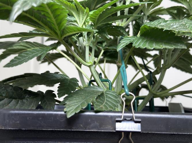 Garlic Gas ⛽️ fem - Sensi Seeds. Week 5 - Day 38 Garlic Gas #2 - Veg Week 5 
