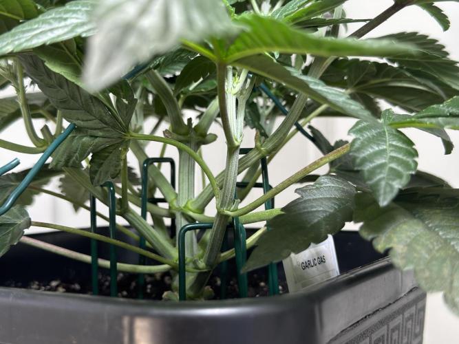 Garlic Gas ⛽️ fem - Sensi Seeds. Week 5 - Day 38 Garlic Gas #2 - Veg Week 5 