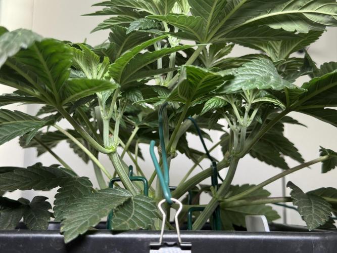 Garlic Gas ⛽️ fem - Sensi Seeds. Week 5 - Day 38 Garlic Gas #2 - Veg Week 5 