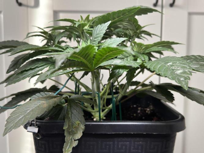 Garlic Gas ⛽️ fem - Sensi Seeds. Week 5 - Day 38 Garlic Gas #2 - Veg Week 5 