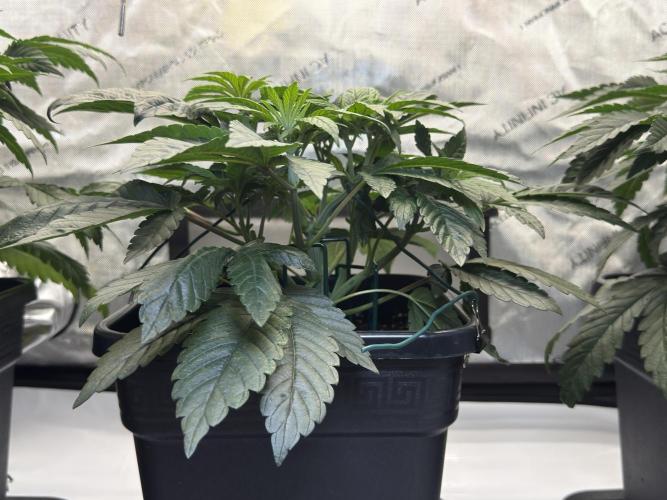 Garlic Gas ⛽️ fem - Sensi Seeds. Week 5 - Day 38 Garlic Gas #2 - Veg Week 5 