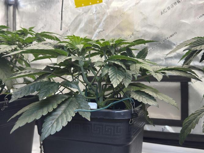 Garlic Gas ⛽️ fem - Sensi Seeds. Week 5 - Day 38 Garlic Gas #2 - Veg Week 5 