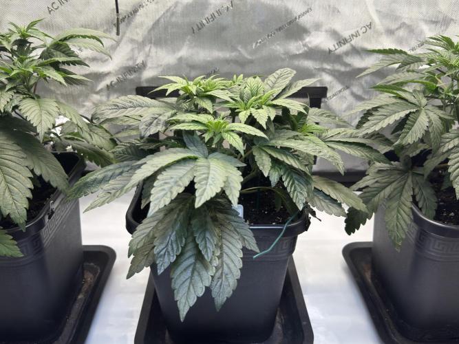 Garlic Gas ⛽️ fem - Sensi Seeds. Week 5 - Day 38 Garlic Gas #2 - Veg Week 5 