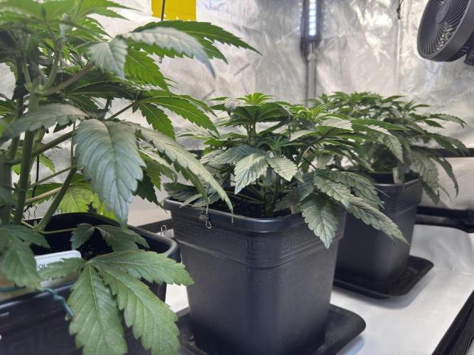 Garlic Gas ⛽️ fem - Sensi Seeds. Week 5 - Day 38 Chocolate Rainbox XXL / Garlic Gas #2 / Garlic Gas #3 - Veg Week 5