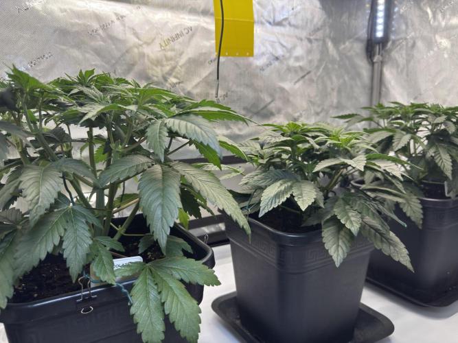 Garlic Gas ⛽️ fem - Sensi Seeds. Week 5 - Day 38 Chocolate Rainbox XXL / Garlic Gas #2 / Garlic Gas #3 - Veg Week 5