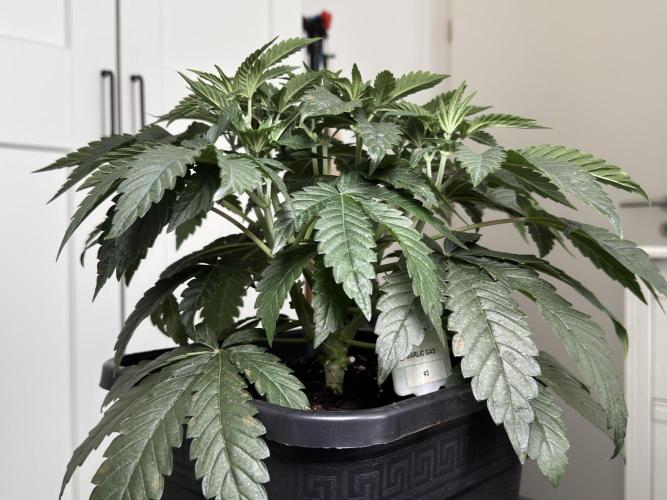 Garlic Gas ⛽️ fem - Sensi Seeds. Week 5 - Day 38 Garlic Gas #3 - Veg Week 5 
