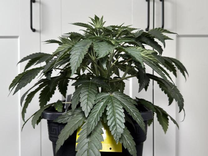 Garlic Gas ⛽️ fem - Sensi Seeds. Week 5 - Day 38 Garlic Gas #3 - Veg Week 5 