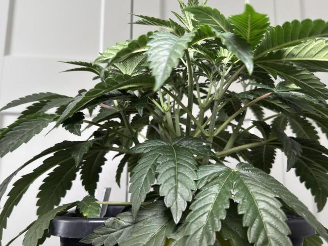 Garlic Gas ⛽️ fem - Sensi Seeds. Week 5 - Day 38 Garlic Gas #3 - Veg Week 5 