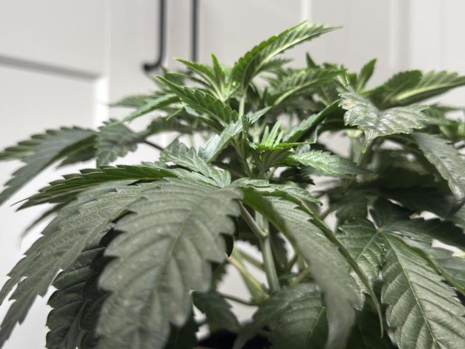 Garlic Gas ⛽️ fem - Sensi Seeds. Week 5 - Day 38 Garlic Gas #3 - Veg Week 5 