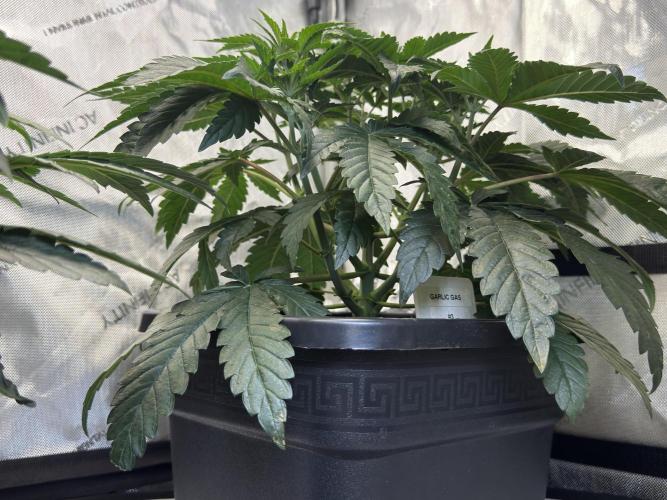 Garlic Gas ⛽️ fem - Sensi Seeds. Week 5 - Day 38 Garlic Gas #3 - Veg Week 5 