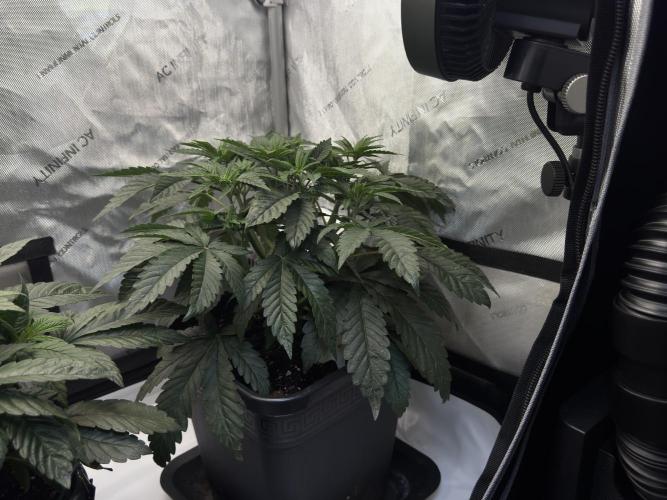 Garlic Gas ⛽️ fem - Sensi Seeds. Week 5 - Day 38 Garlic Gas #3 - Veg Week 5 