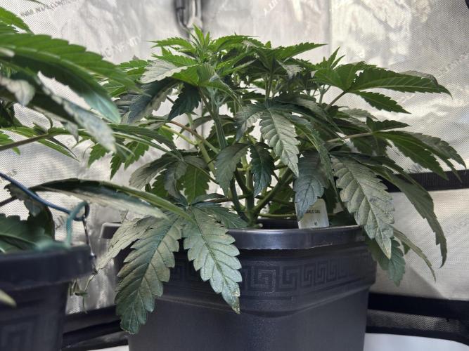 Garlic Gas ⛽️ fem - Sensi Seeds. Week 5 - Day 38 Garlic Gas #3 - Veg Week 5 