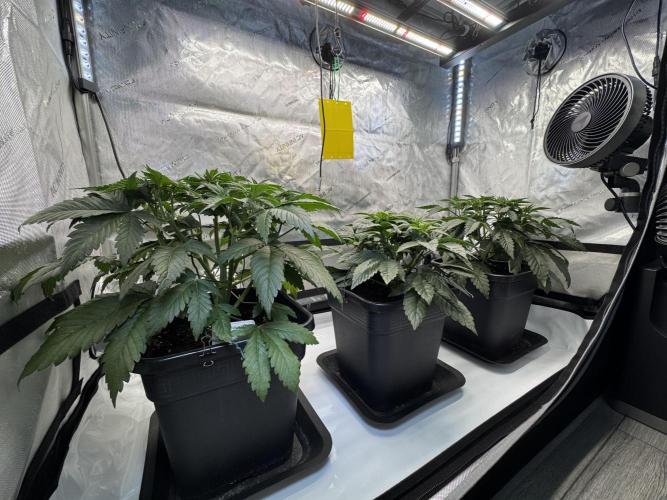 Garlic Gas ⛽️ fem - Sensi Seeds. Week 5 - Day 38 Chocolate Rainbox XXL / Garlic Gas #2 / Garlic Gas #3 - Veg Week 5