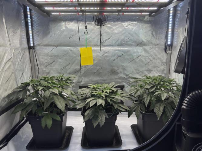 Garlic Gas ⛽️ fem - Sensi Seeds. Week 5 - Day 38 Chocolate Rainbox XXL / Garlic Gas #2 / Garlic Gas #3 - Veg Week 5