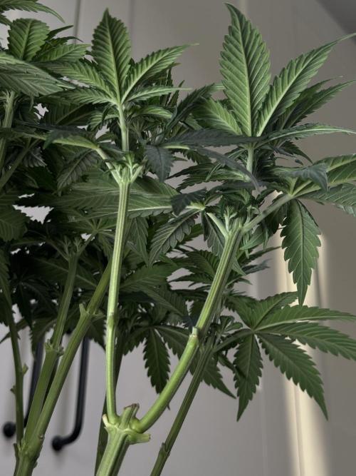 Chocolate Rainbow XXL  fem. Week 6 - Day 46 Veg Week 6/7